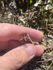 Cyperus granitophilus