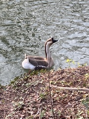 Anser cygnoides domesticus