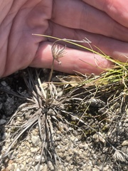 Cyperus granitophilus