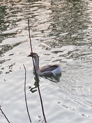 Anser cygnoides domesticus