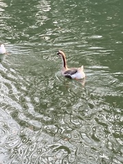 Anser cygnoides domesticus