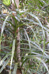 Freycinetia formosana
