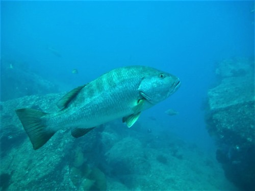 Pacific Cubera Snapper