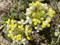 Castilleja campestris