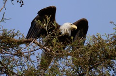 Haliaeetus leucocephalus