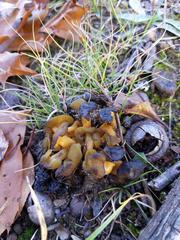 Hypomyces leotiicola