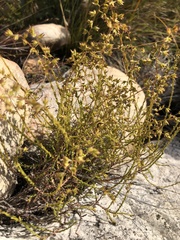 Myrovernix glandulosus