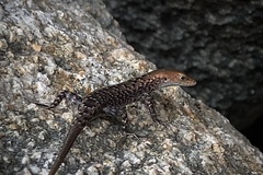 Lampropholis mirabilis