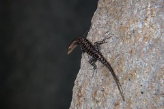 Lampropholis mirabilis