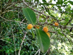 Maytenus erythroxyla