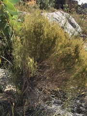 Myrovernix glandulosus
