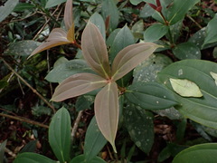 Medinilla formosana