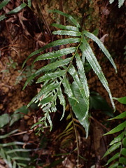 Tapeinidium pinnatum