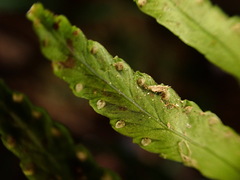 Tapeinidium pinnatum