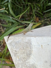 Anolis distichus