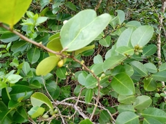 Maytenus erythroxyla