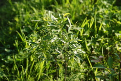 Salix petiolaris