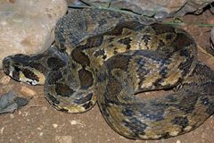 Palestine Viper photo 1