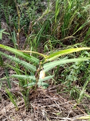 Chamaecrista flexuosa