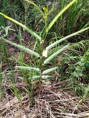 Chamaecrista flexuosa