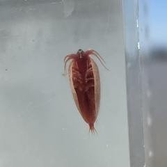 Cyzicus californicus