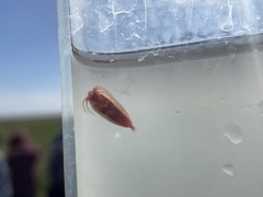 Cyzicus californicus