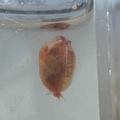 Cyzicus californicus