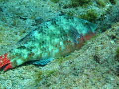 Loosetooth Parrotfish photo 4