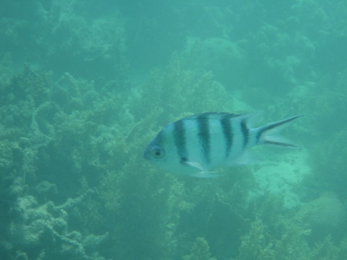 Abudefduf sexfasciatus