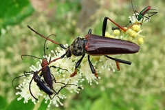 Phaedinus carbonelli