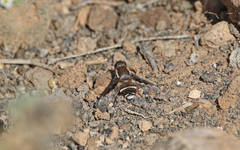 Exhyalanthrax simonae