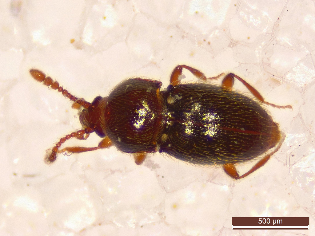 Staph beetle