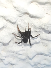 Drassyllus