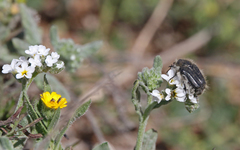 Tropinota squalida canariensis