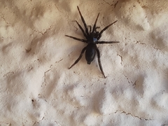 Drassyllus