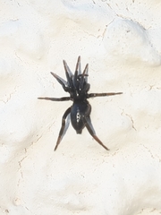 Drassyllus