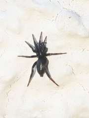 Drassyllus