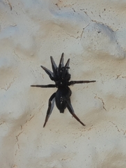 Drassyllus