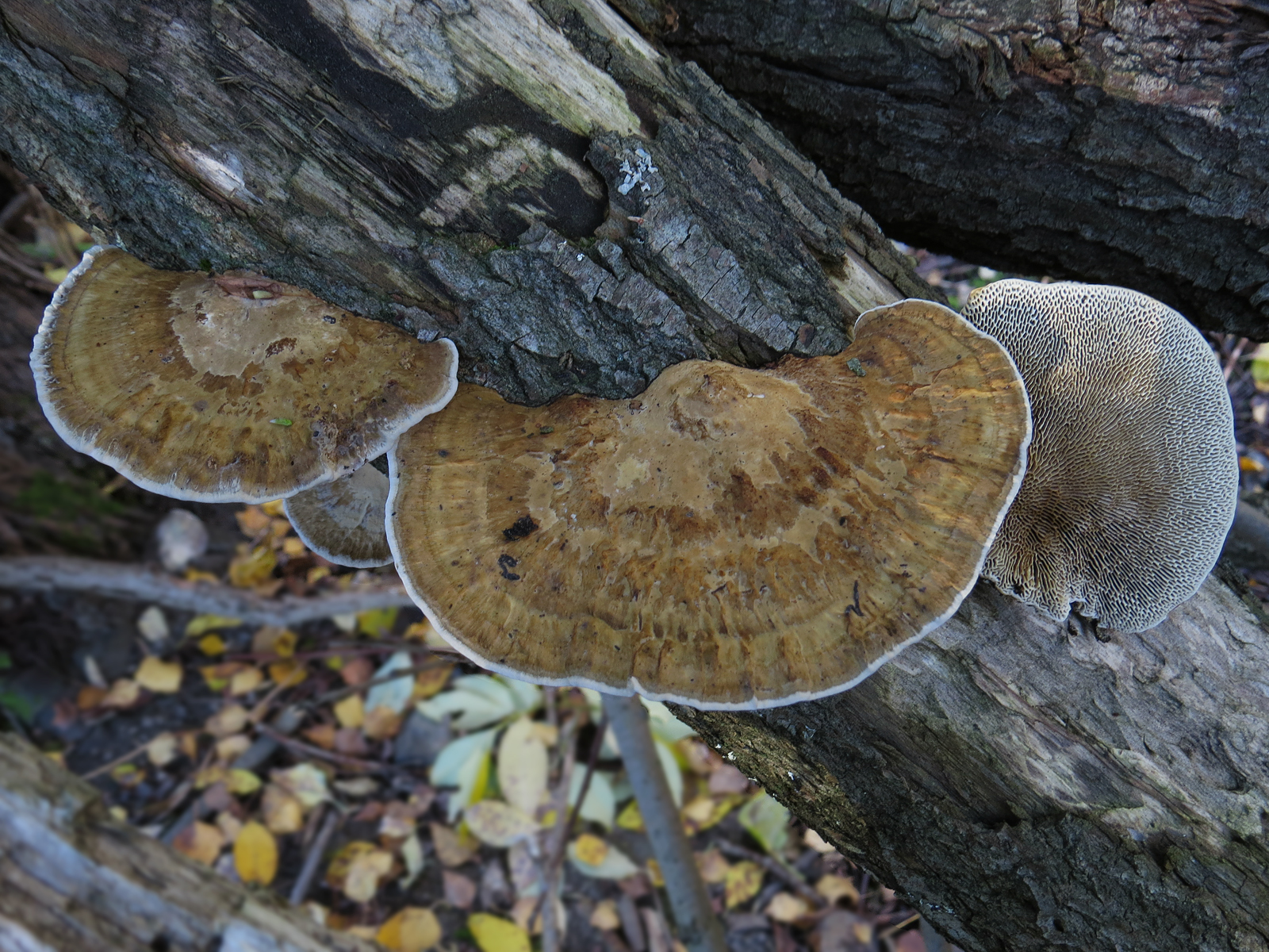 Daedaleopsis confragosa image