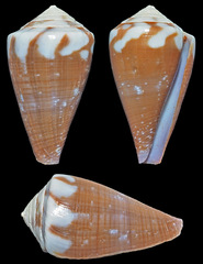 Conus rattus