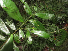 Monanthotaxis caffra