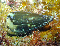 Conus rattus