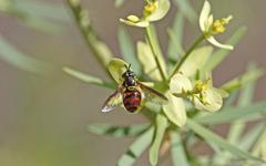 Chrysotoxum triarcuatum