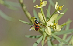 Chrysotoxum triarcuatum