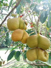 Harpullia cupanioides