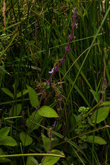 Coleus maculosus edulis