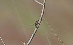 Physocephala biguttata
