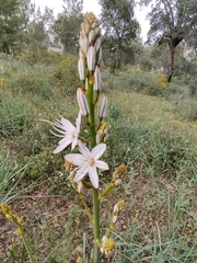 Asphodelus lusitanicus