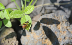 Chrysotoxum triarcuatum