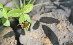 Chrysotoxum triarcuatum